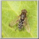 Anasimyia contracta - Schwebfliege 01.jpg